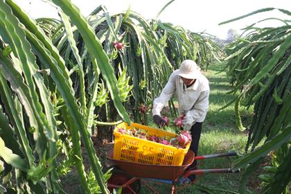 Nong nghiep Vietnam hoi nhap